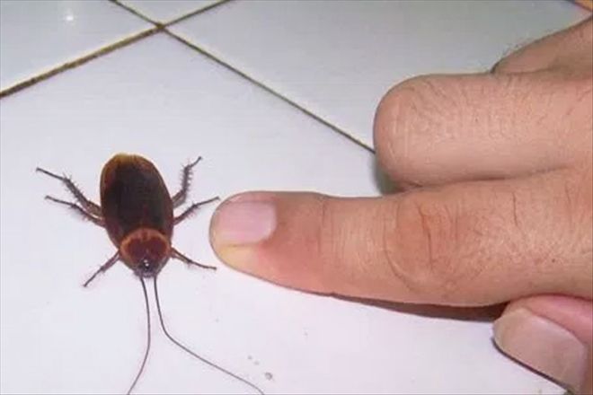 Böcekleri Kovmanın Doğal Yolları