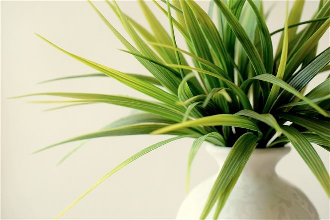 Salonum için Doğru Bitkiyi Nasıl Seçerim?