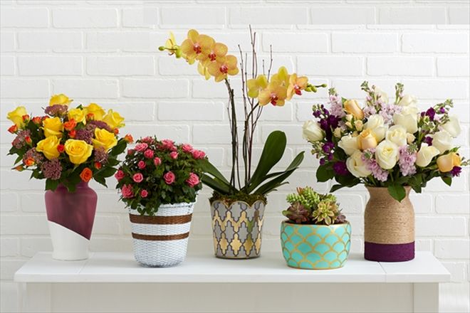 Toprak Saksı mı ? Plastik Saksı mı?