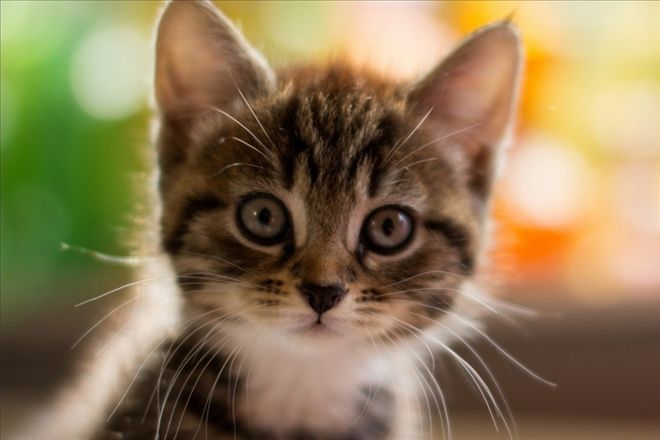 Evinize Kedi Alırken Bunları Dikkate Alın 