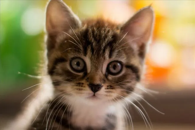 Evinize Kedi Alırken Bunları Dikkate Alın 