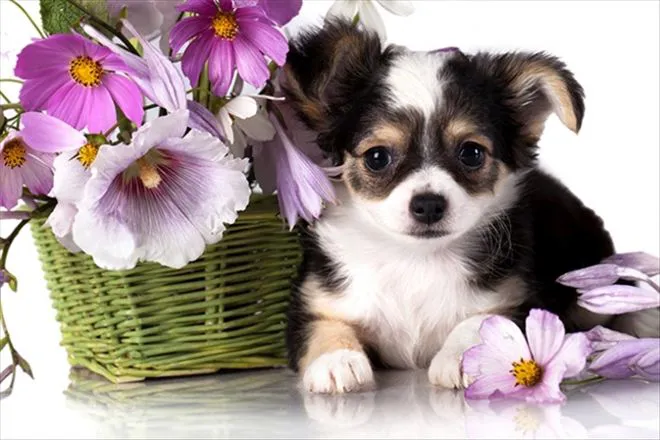Köpek Sahiplenirken Bunlara Dikkat Edin 