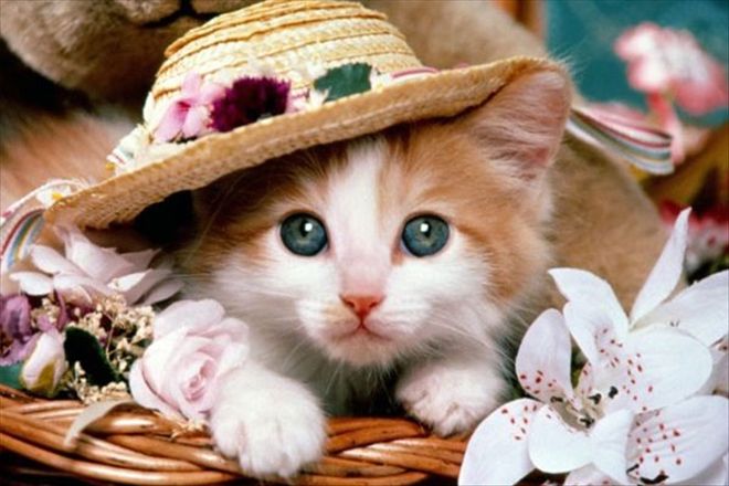 Kedi Eşyaları Listesi, Kedim İçin Gerekli Olan Malzemeler Nelerdir?
