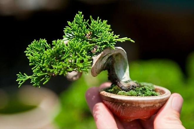 Bonsai Nasıl Yetiştirilmelidir?