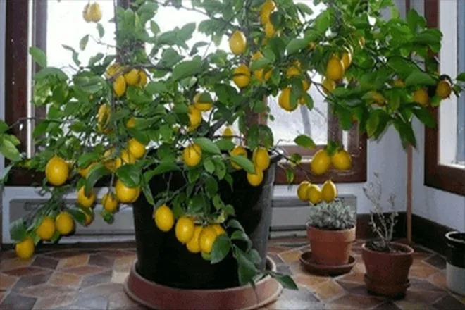 Limon Ağacınızı Evinizde Yetiştirin