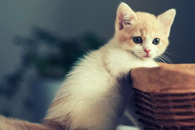 Kedi Zehirlenmesi