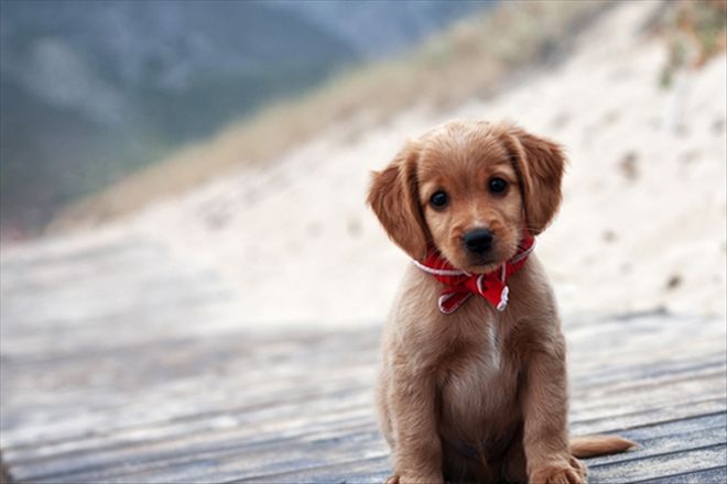 Köpek Zehirlenmeleri