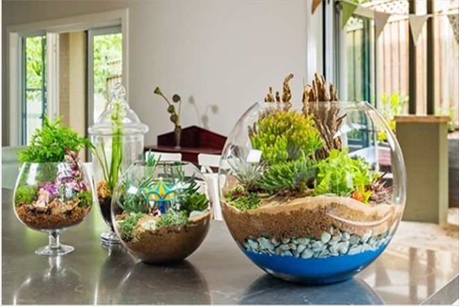 Minik Bir Hobi Bahçesi OlanTerrarium Evde Ne Şekilde Yapılır?