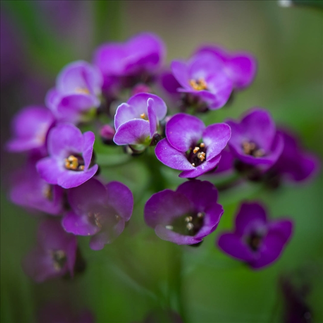 Alyssum Çiçeği Nasıl Yetiştirilir?--