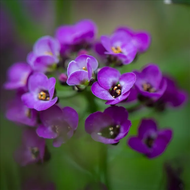 Alyssum Çiçeği Nasıl Yetiştirilir?--