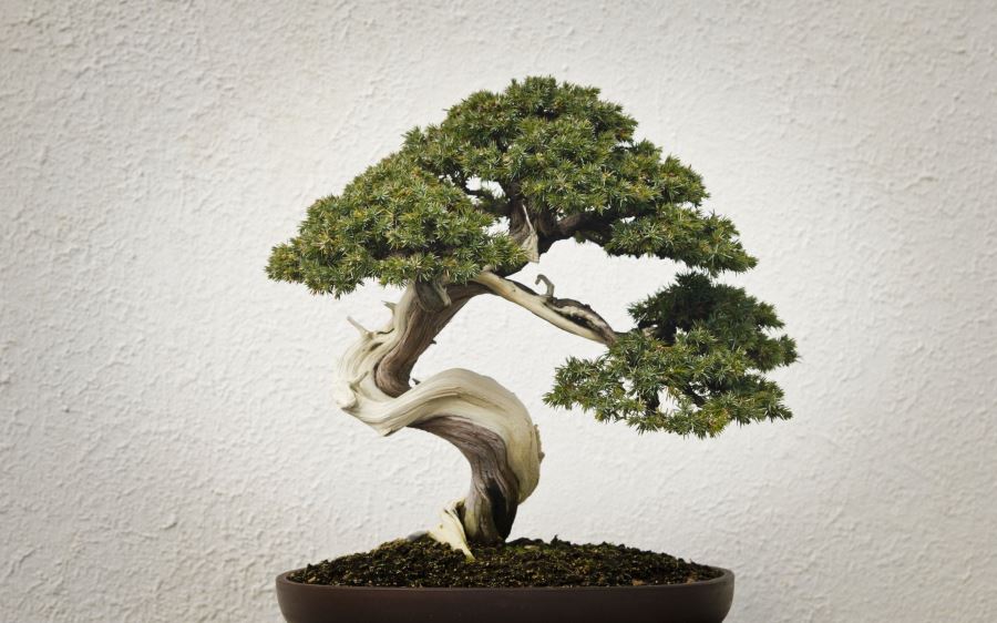 Bonsai Bitkisi Hakkında Bilinmesi Gerekenler