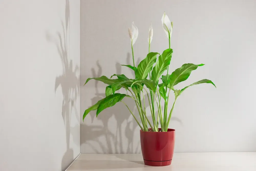 Spathiphyllum Bakımı ve yetiştirme önerileri