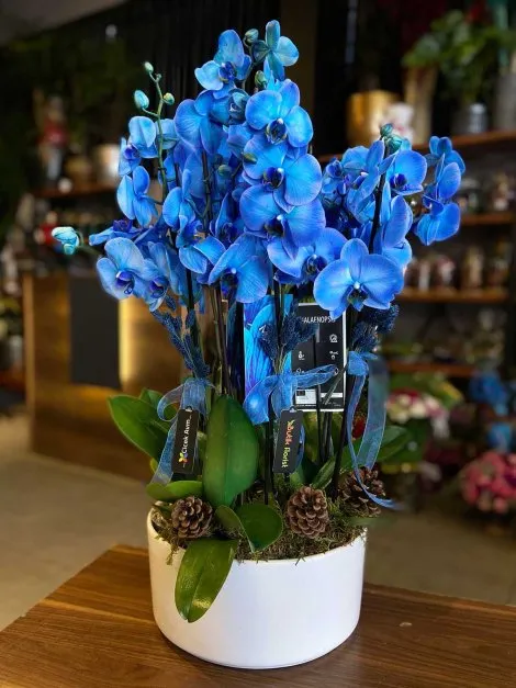 Tropikal Orkide Bakımı ve yetiştirme önerileri