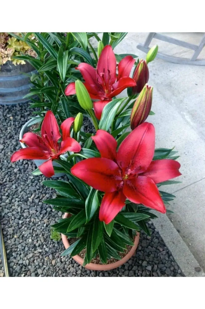 Zambak Bakımı ve yetiştirme önerileri