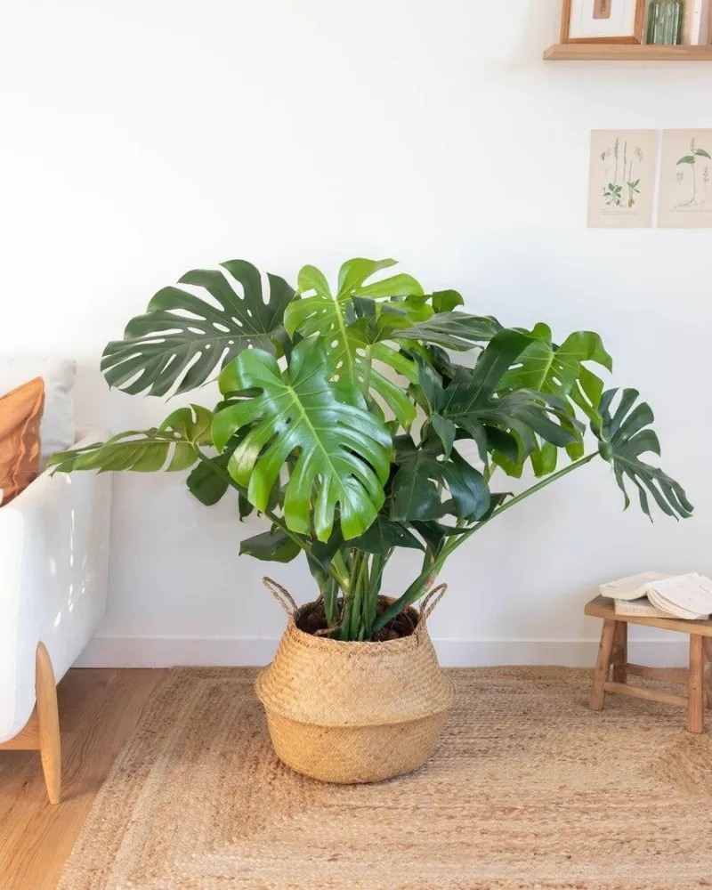 Pothos (Devetabanı) Bakımı ve yetiştirme önerileri