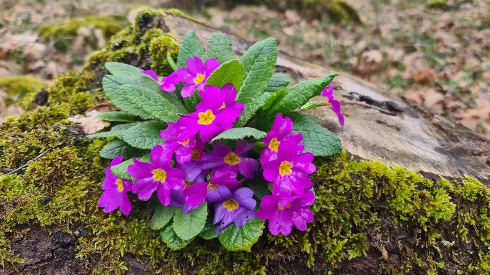  Orman Menekşesi Bakımı ve yetiştirme önerileri