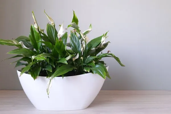 Sosyal Şamdan Bakımı ve yetiştirme önerileri