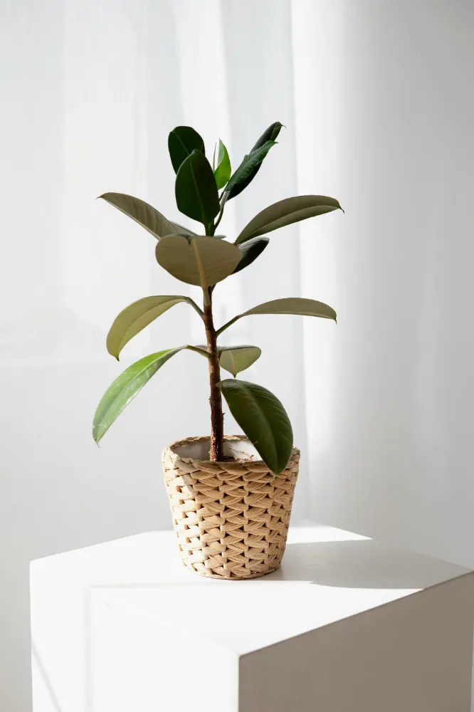 Ficus Elastica (Lastik Bitkisi) Bakımı ve yetiştirme önerileri