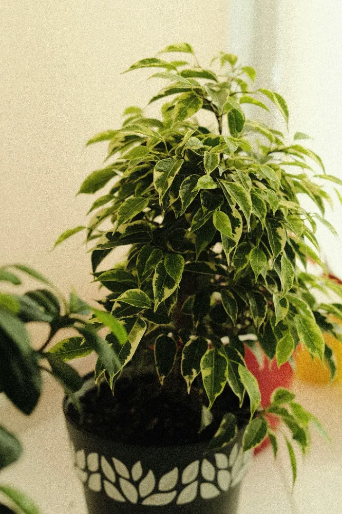 Ficus Benjamina (Süs Fiküsü) Bakımı ve yetiştirme önerileri