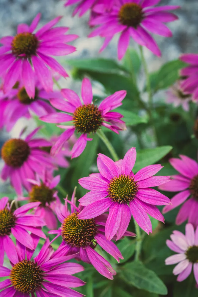 Kedidili Bakımı ve yetiştirme önerileri
